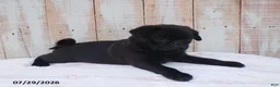 Pug dogs for sale: Mack - Ad 2