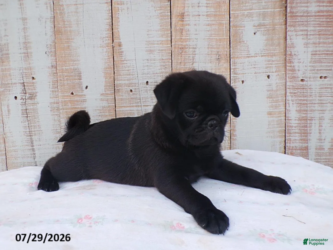 Pug dogs for sale: Mack - Ad 2