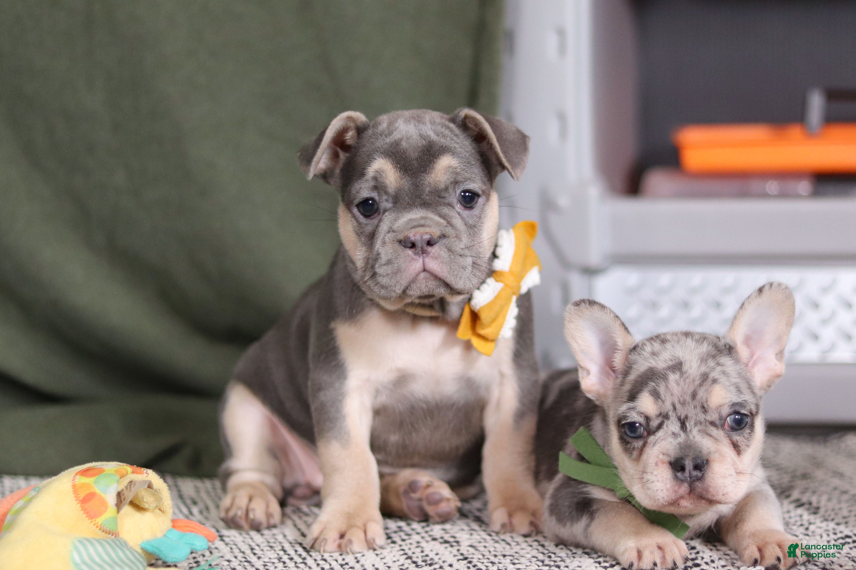 French Bulldog dogs for sale: Bethany - Ad 4