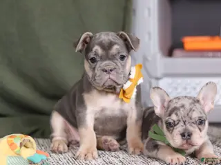 French Bulldog dogs for sale: Bethany - Ad 4