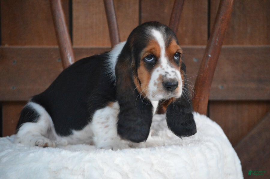 Basset Hound dogs Oakley - Ad 2