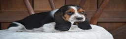 Basset Hound dogs for sale: Oakley - Ad 2