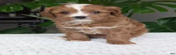 Cavapoo dogs for sale: Ginger - Ad 11