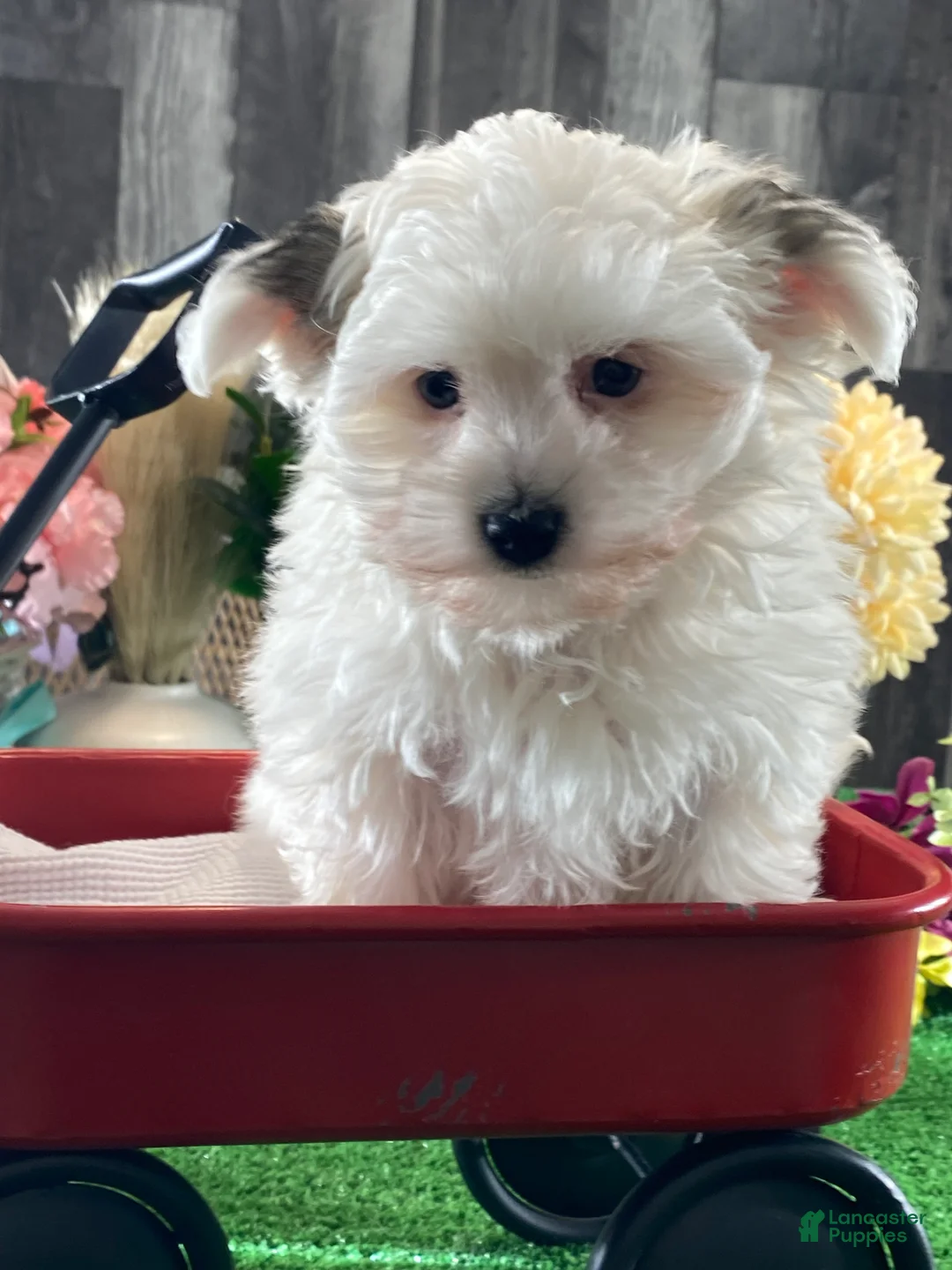 Morkie dogs for sale: Tiger  - Ad 2