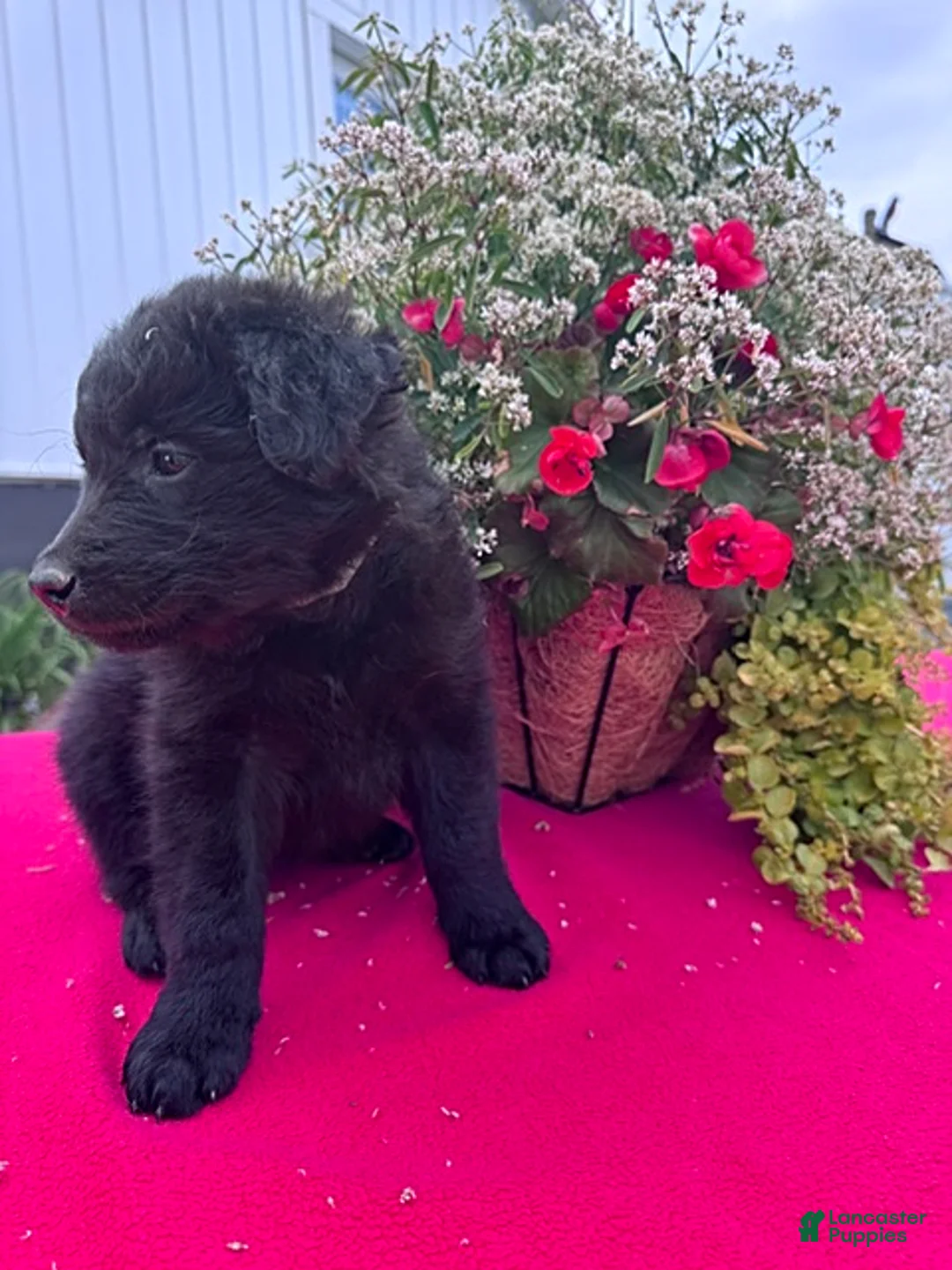 Mixed Breed dogs for sale: Tosha - Ad 2
