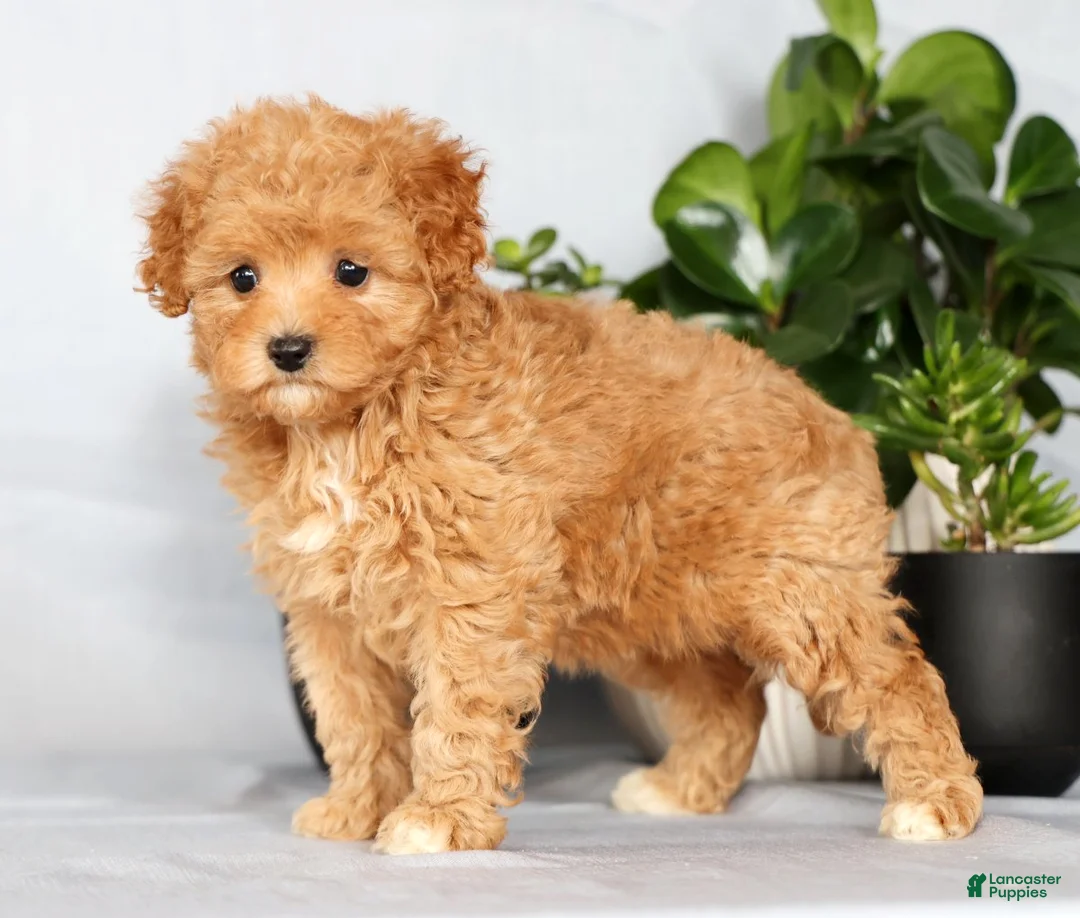 Cavapoo dogs for sale: Paige - Ad 2
