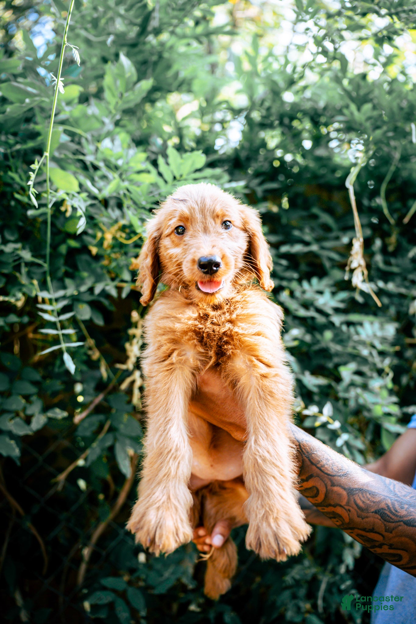 Goldendoodle dogs Honey - Ad 1