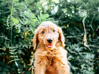 Goldendoodle dogs Honey - Ad 1