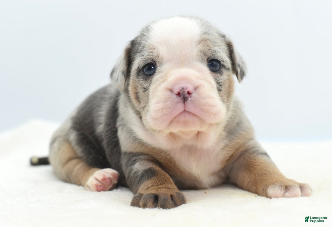 Mixed Breed dogs for sale: Savanna Tiny mini bulldog  - Ad 21