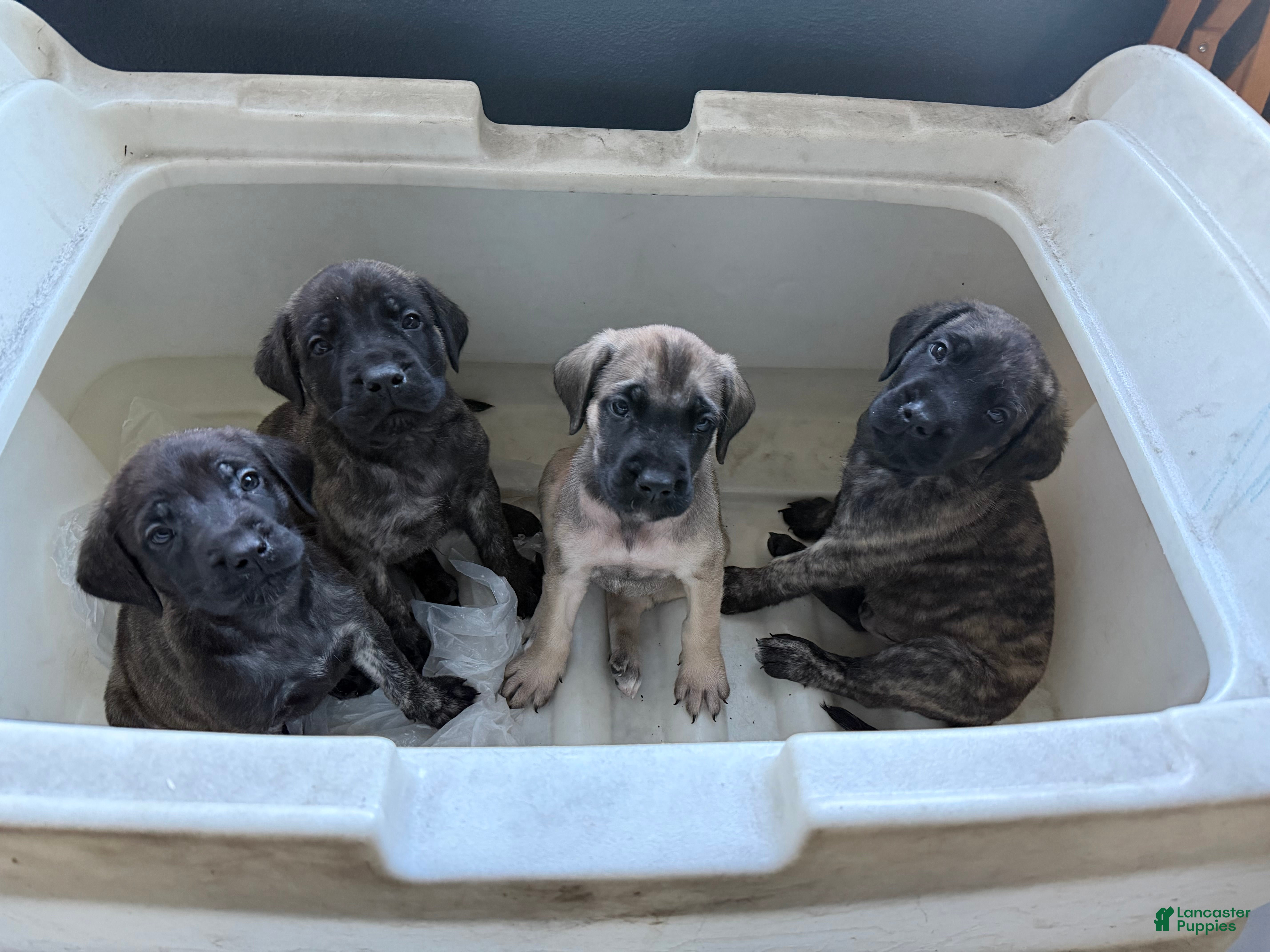 English Mastiff dogs speckle - Ad 1
