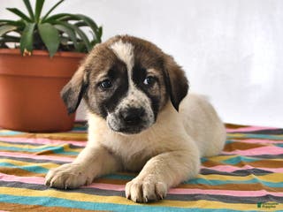Mixed Breed dogs Max - Ad 3