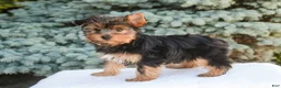Yorkshire Terrier dogs for sale: Tahoe - Ad 5