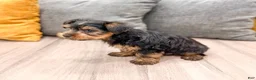 Yorkshire Terrier dogs for sale: Jordan - Ad 4