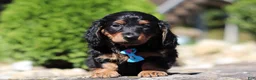Dachshund dogs for sale: Benson (AKC) - Ad 4