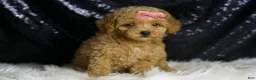 Maltipoo dogs for sale: Adore - Ad 6