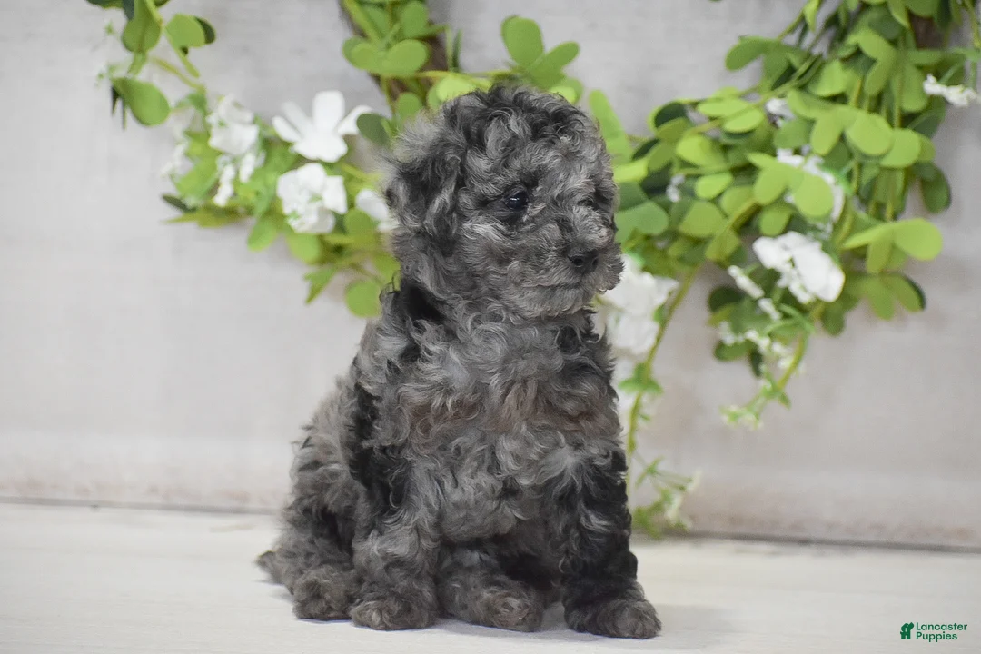 Toy Poodle dogs for sale: Hannah - Ad 2