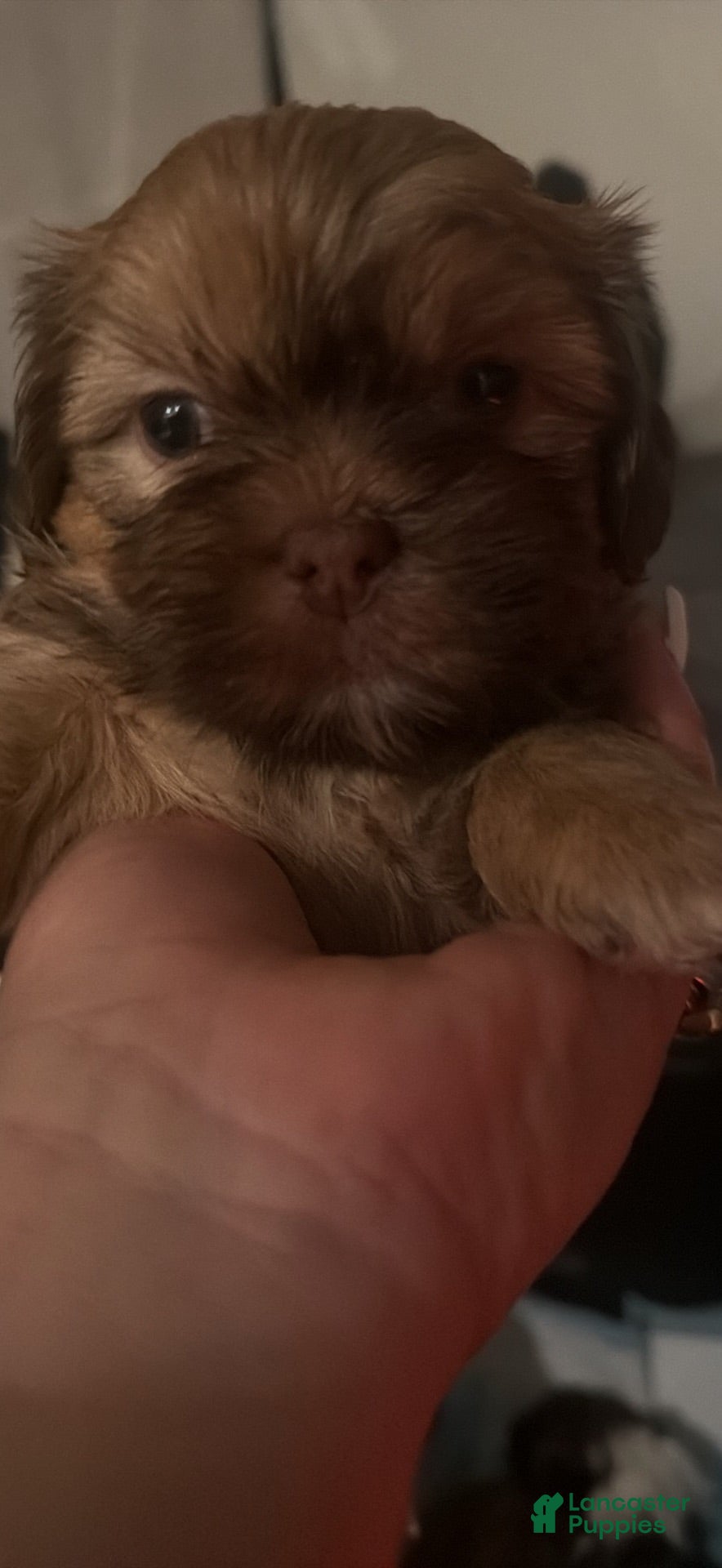 Shih Tzu dogs Shih Tzu 3 - Ad 1