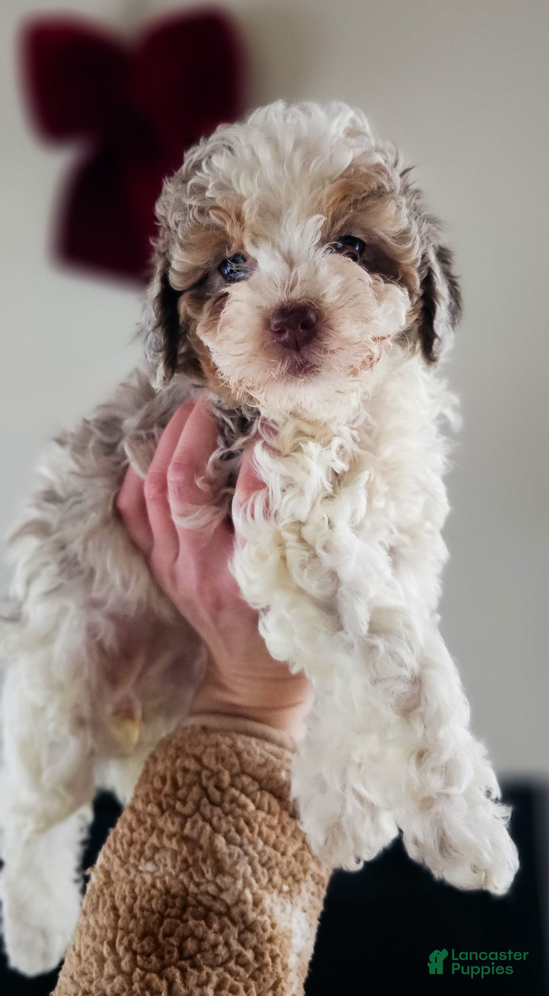 Miniature Poodle dogs for sale: Sarah - Ad 2