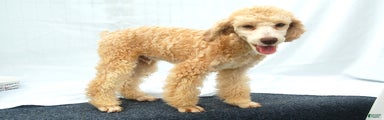 Miniature Poodle Puppy 1 Blaze