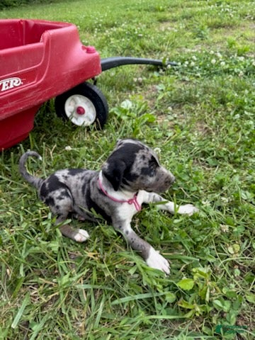 Catahoula Leopard Dog dogs Pinkie, Female - Ad 1