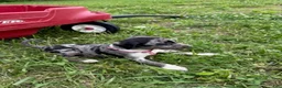 Catahoula Leopard Dog dogs for sale: Pinkie, Female - Ad 1