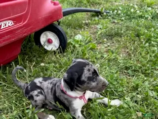 Catahoula Leopard Dog dogs for sale: Pinkie, Female - Ad 1