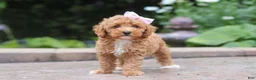 Maltipoo dogs for sale: Raina - Ad 8