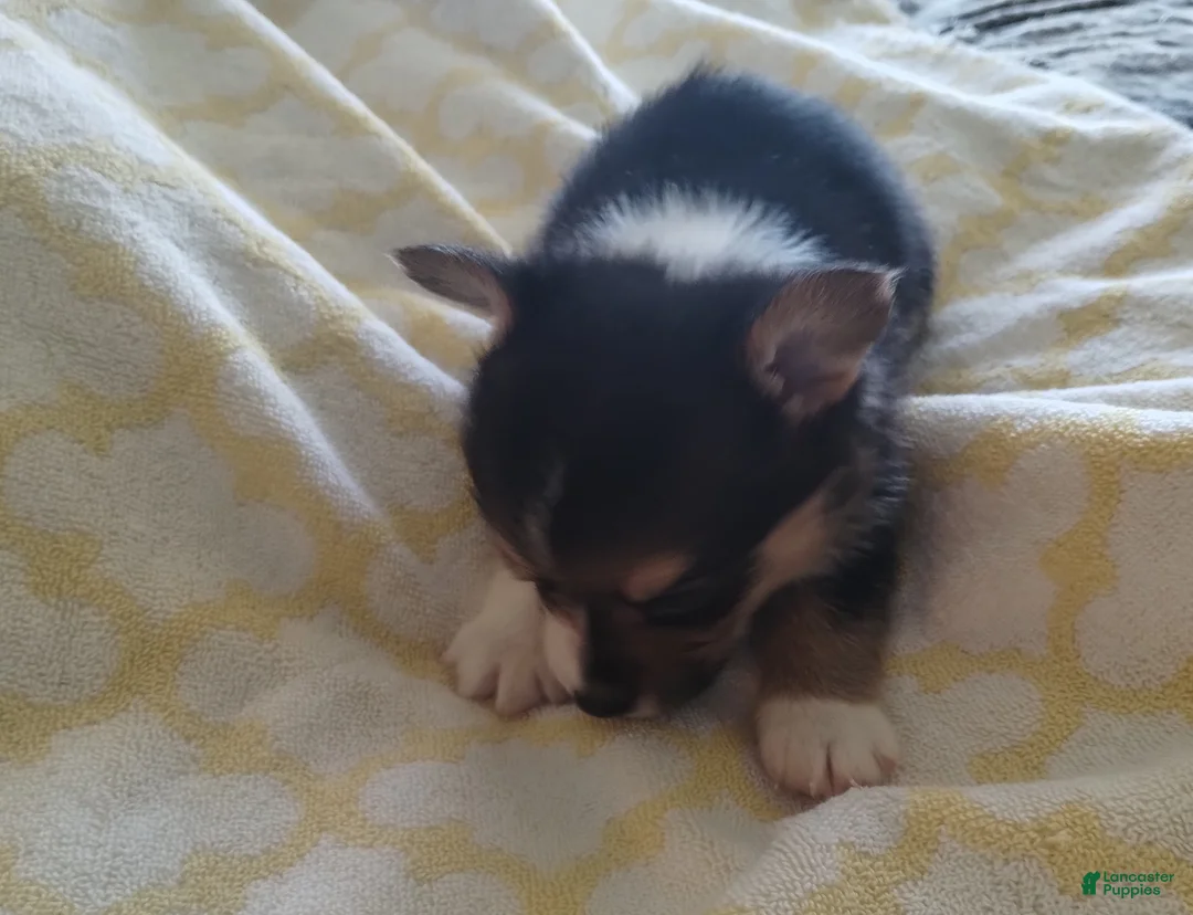 Welsh Corgi Pembroke dogs for sale: Welsh Corgi Pembroke Puppy 1 - Ad 3