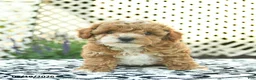 Toy Poodle dogs for sale: Buttercup  - Ad 2