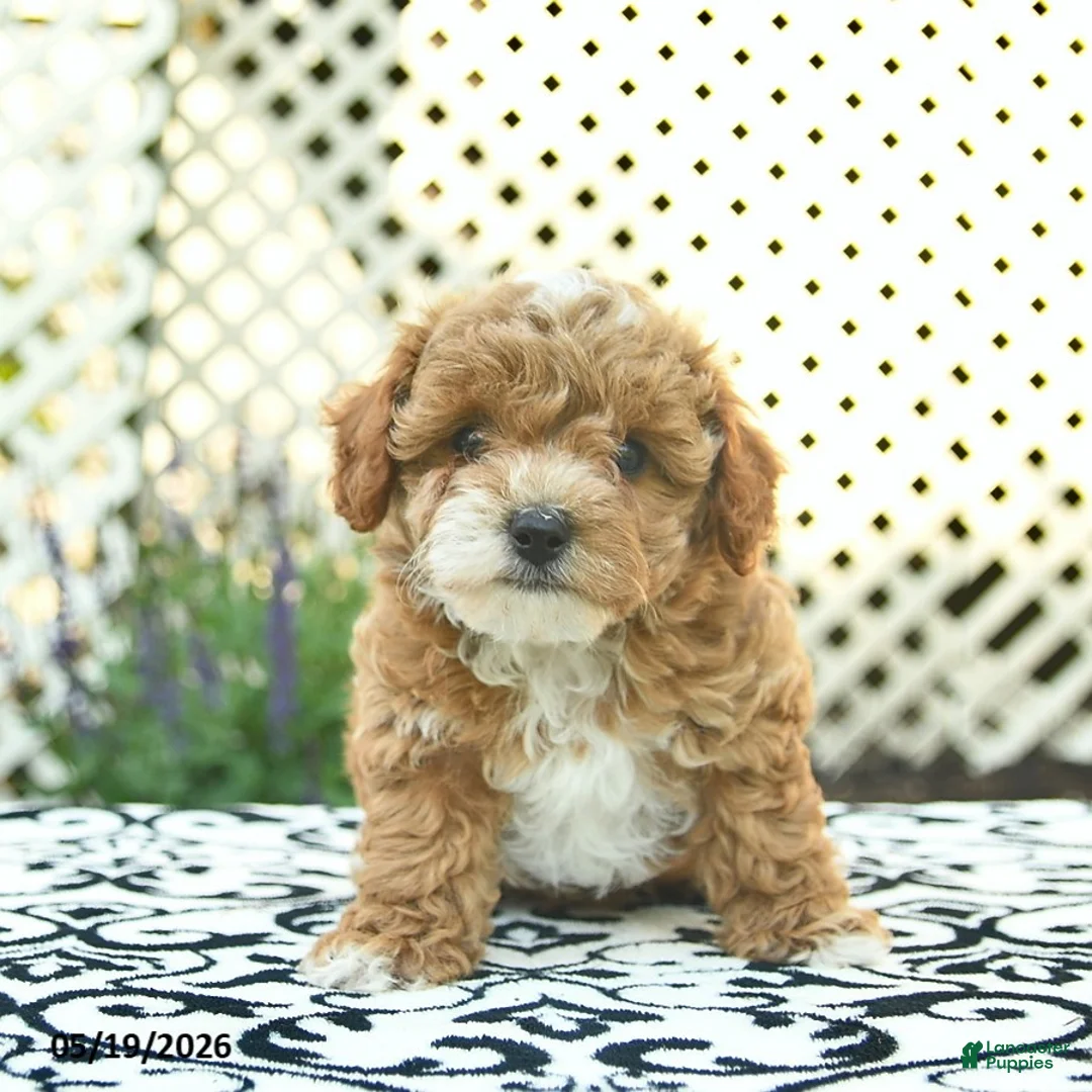 Toy Poodle dogs for sale: Buttercup  - Ad 2