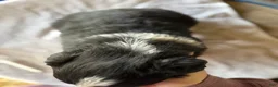 Australian Shepherd dogs for sale: Australian Shepherd Puppy 6 - Ad 6