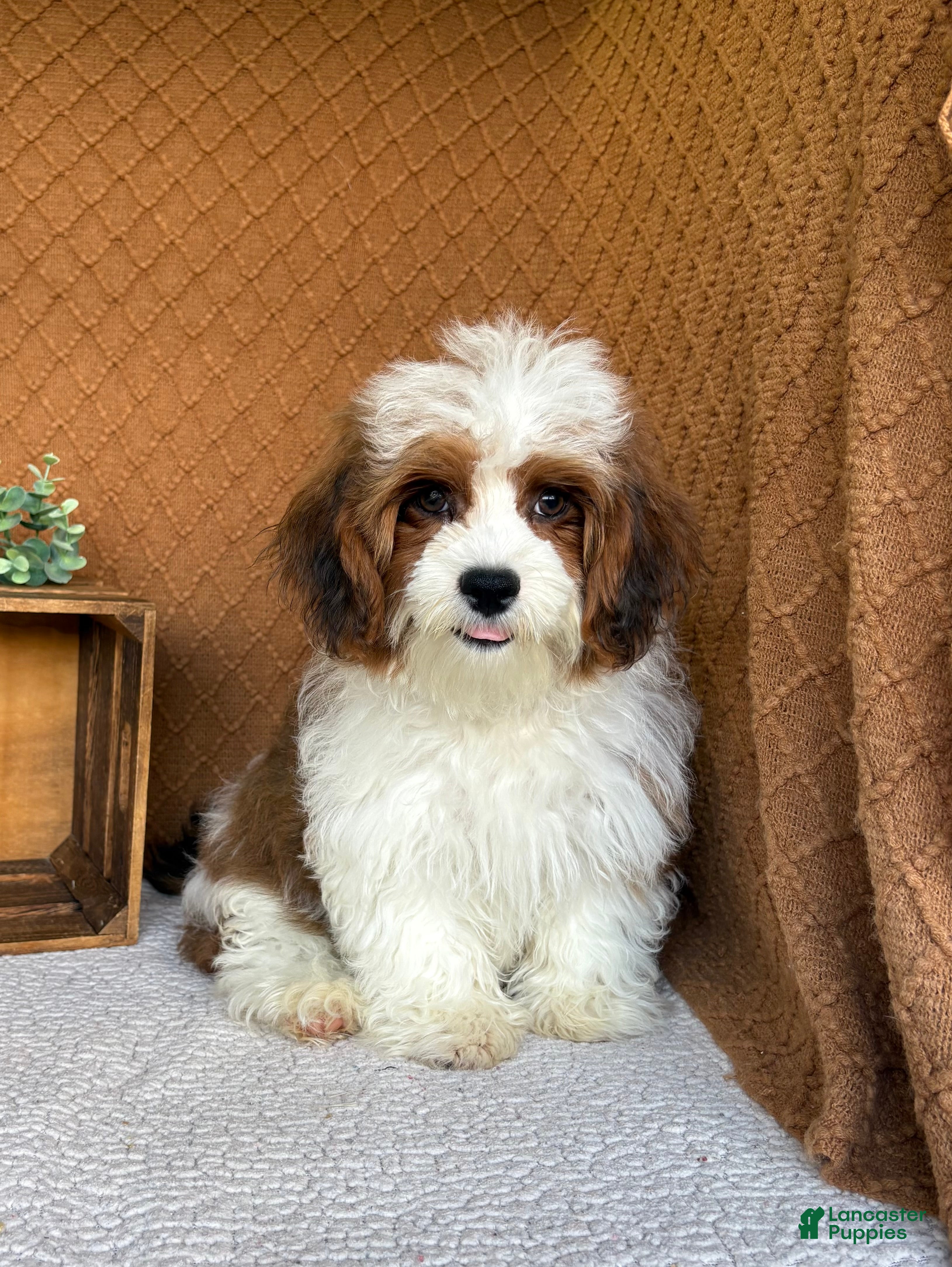 Havanese dogs Cocoa  - Ad 2