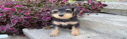 Schnoodle dogs for sale: Isaiah - Ad 47
