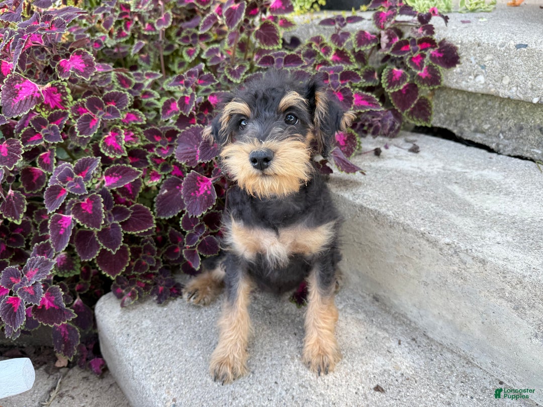 Schnoodle dogs for sale: Isaiah - Ad 47