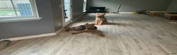 Airedale Terrier dogs for sale: Airedale Terrier 2 - Ad 2