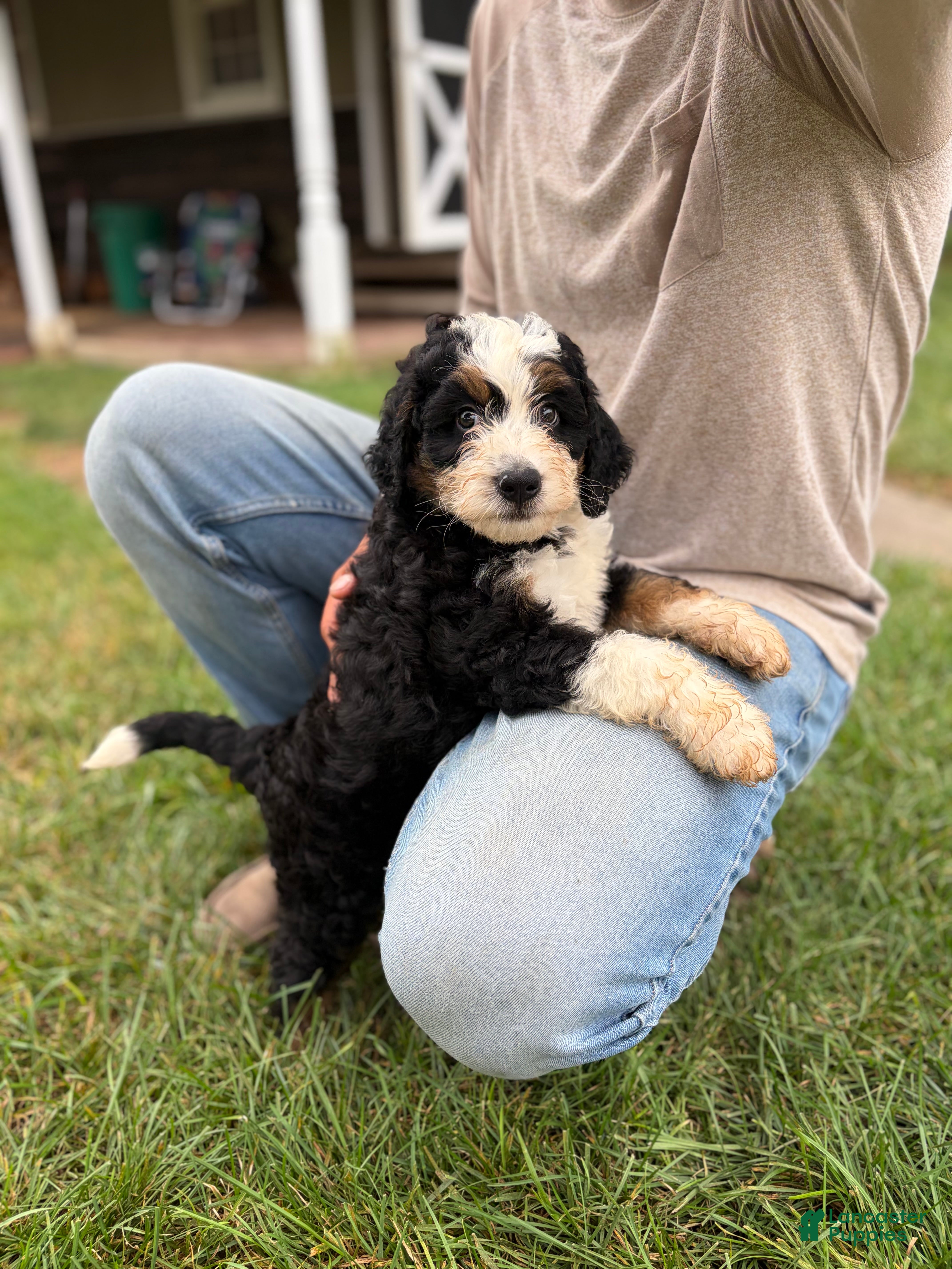 Mini Bernedoodle dogs Bruce - Ad 1