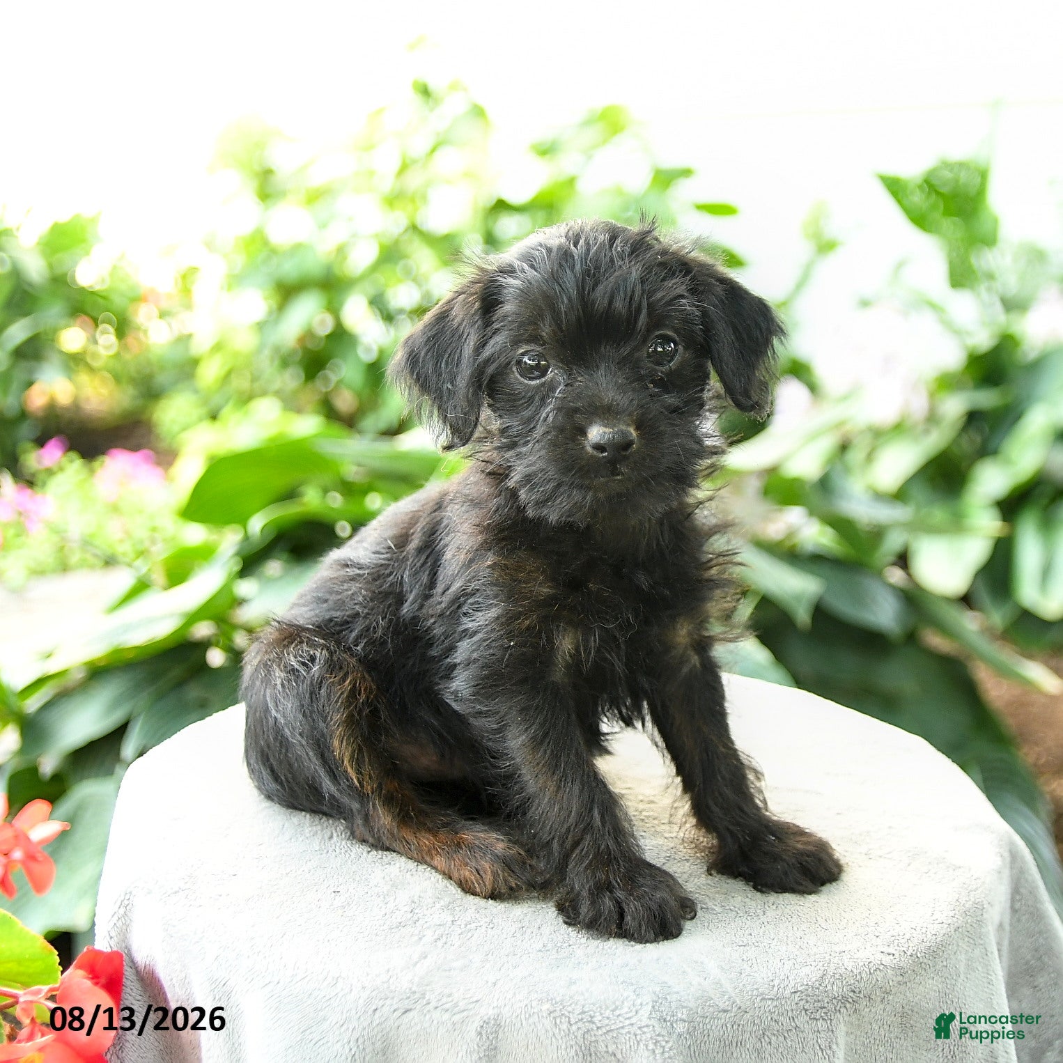 Yorkiepoo dogs Promise - Ad 2
