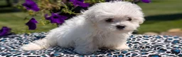 Maltese dogs for sale: Tessa - Ad 4