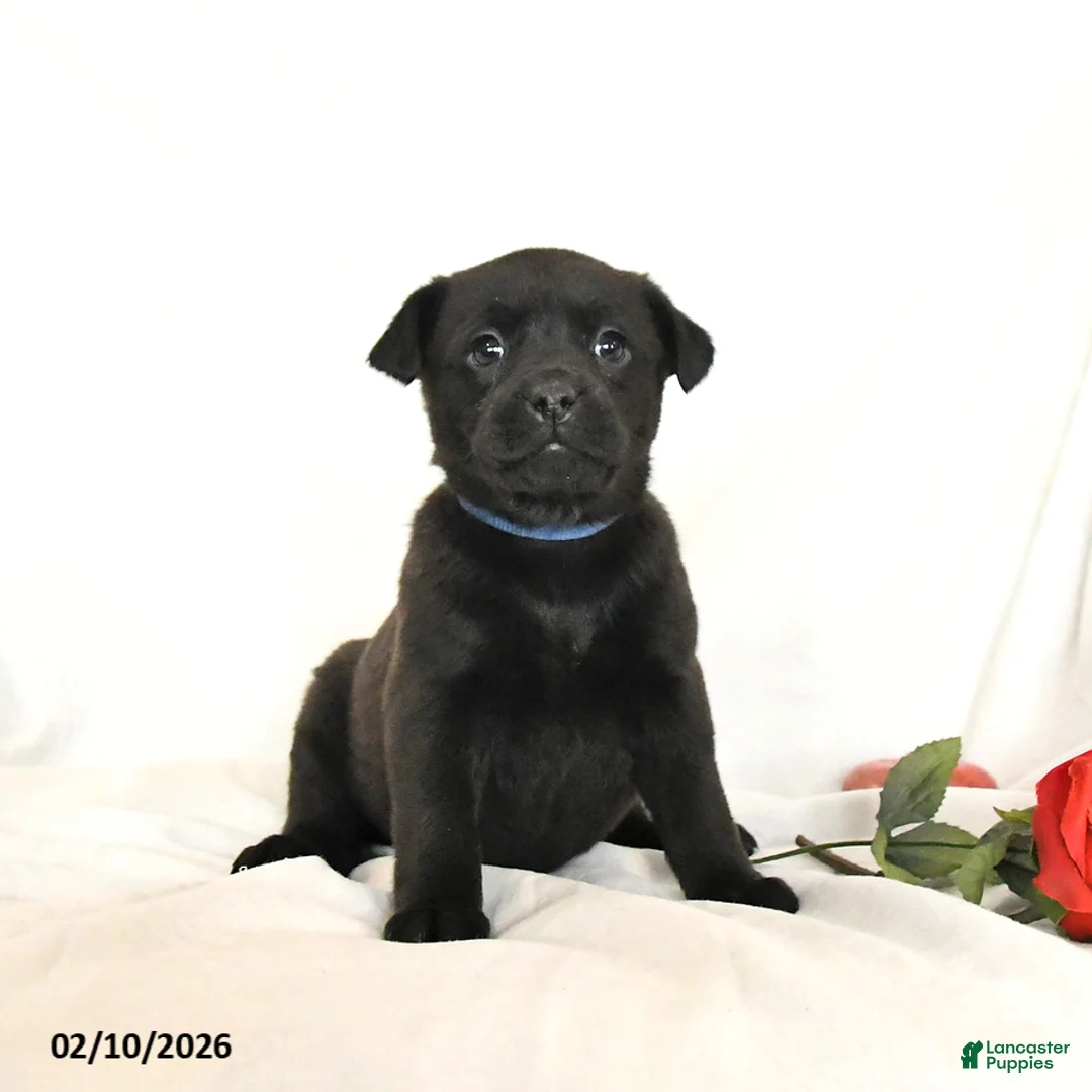 Mixed Breed dogs for sale: Morning Star - Ad 2