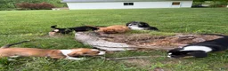 Mixed Breed dogs for sale: Freckles  - Ad 7