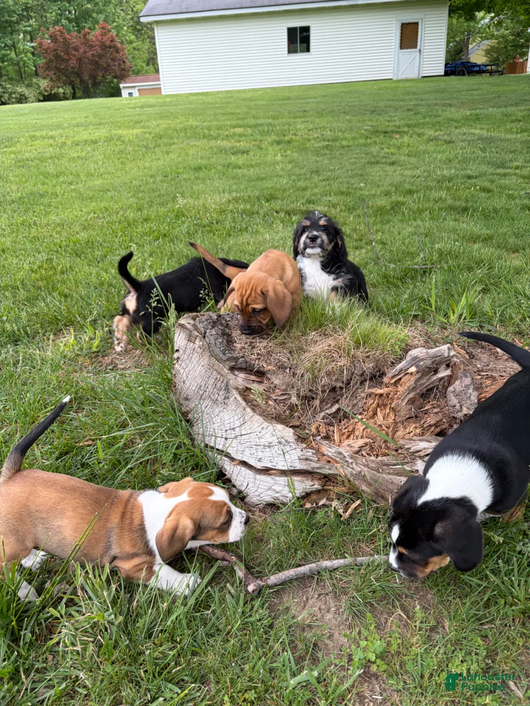 Mixed Breed dogs for sale: Freckles  - Ad 7