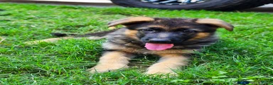 German Shepherd Puppy 8