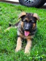 German Shepherd Puppy 8
