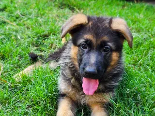 German Shepherd dogs for sale: German Shepherd Puppy 8 - Ad 2