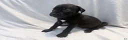 Cane Corso dogs for sale: Rufus AKC blue collar - Ad 21