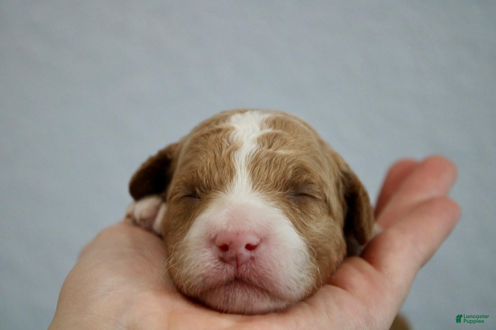 Mini Goldendoodle dogs for sale: Willow - Ad 2