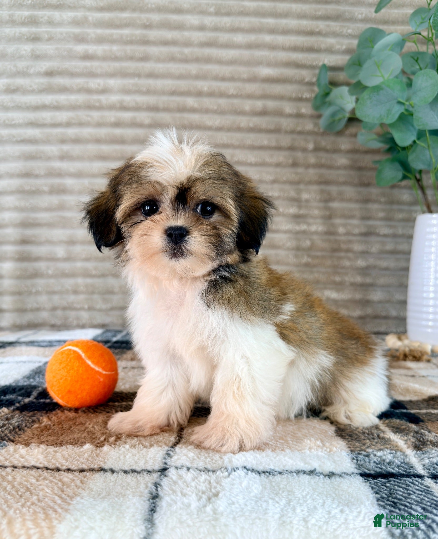 Malshi dogs Jack - Ad 2