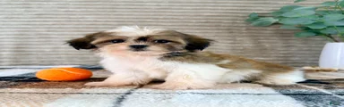 Jack