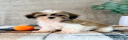 Malshi dogs for sale: Jack - Ad 1