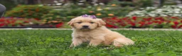 Golden Retriever dogs for sale: Becky - Ad 6